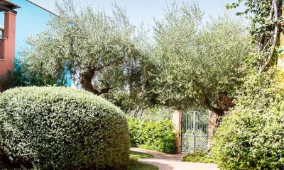 Borgo Degli Ulivi Appartement